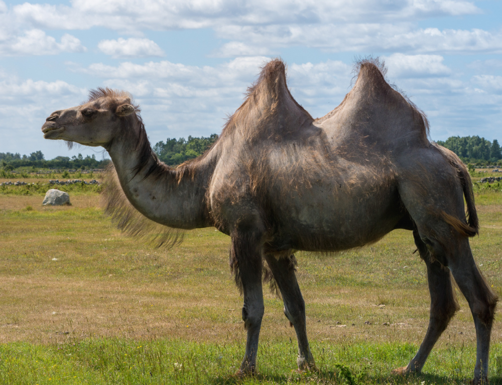 新华社采访骆驼养殖户，骆驼戴上了革泰定位器